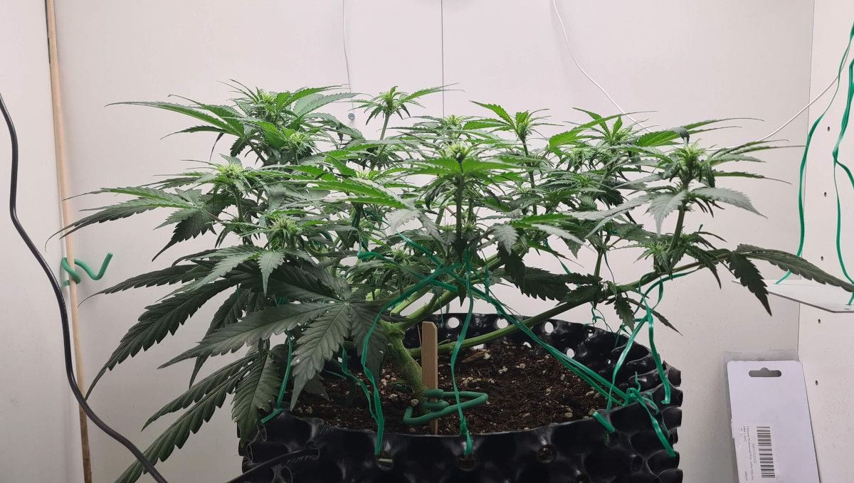 Super Lemon Haze Auto cannabis strain: early flower | weeks 6-7 | a small and short indoor marijuana plant with a flat trained canopy and several tops Super Lemon Haze Auto cannabis strain: early flower | weeks 6-7 | a small and short indoor marijuana plant with a flat trained canopy and several tops