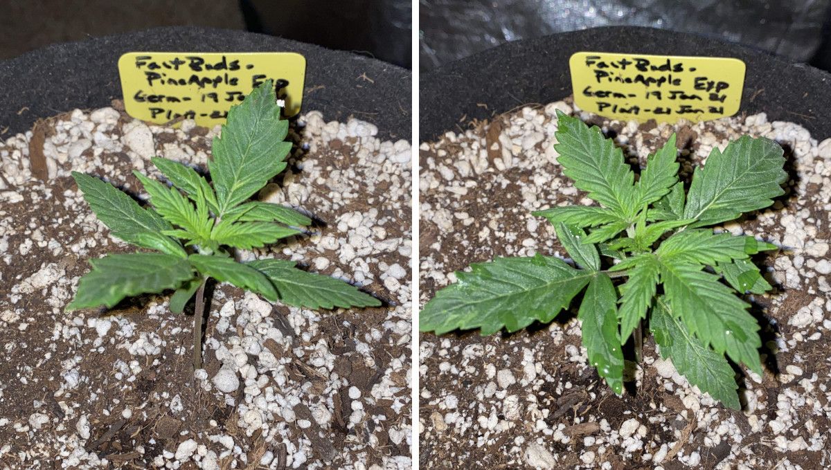 Pineapple Express Auto cannabis strain: early veg | week 2 | a seedling's progress through week 2 Pineapple Express Auto cannabis strain: early veg | week 2 | a seedling's progress through week 2