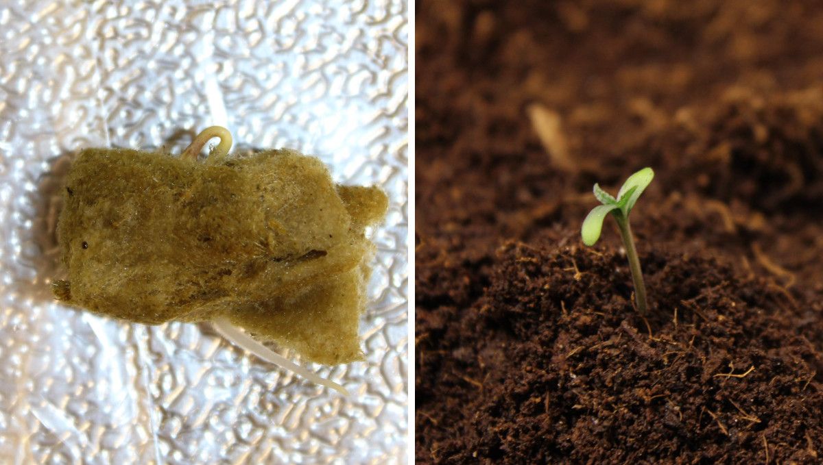 Mexican Airlines Auto cannabis strain: germination and seedling stage | week 1 | a sprout coming out of a rockwool plug (left) and planted in the medium (right)