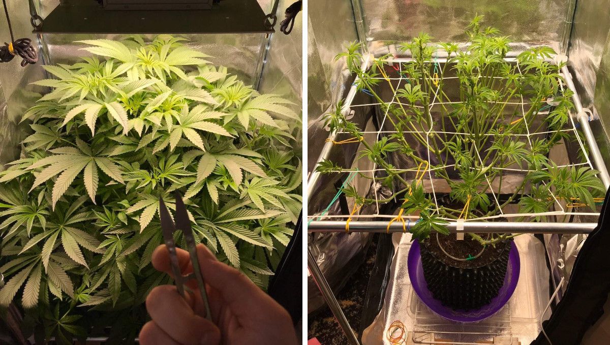 Vanilla Kush cannabis strain: early flower | week 8 Vanilla Kush cannabis strain: early flower | week 8