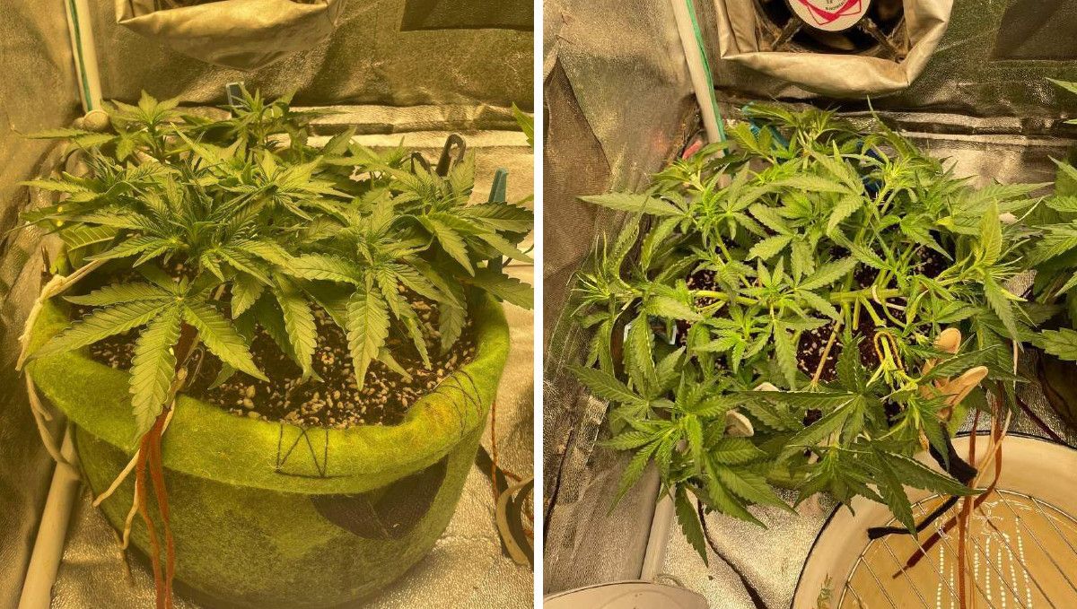 Gorilla Punch Auto cannabis strain: mid veg | weeks 3-4 | a very low-profile trained plant kept close to the ground