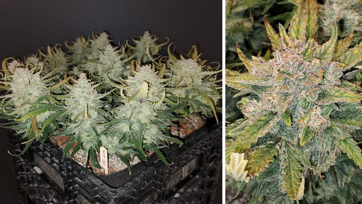 Forbidden Runtz Auto Cannabis Strain Week-by-Week Guide: A very resinous autoflower after a pre-harvest trimming and a closeup of one mature, faded, and frosty bud Forbidden Runtz Auto Cannabis Strain Week-by-Week Guide: A very resinous autoflower after a pre-harvest trimming and a closeup of one mature, faded, and frosty bud