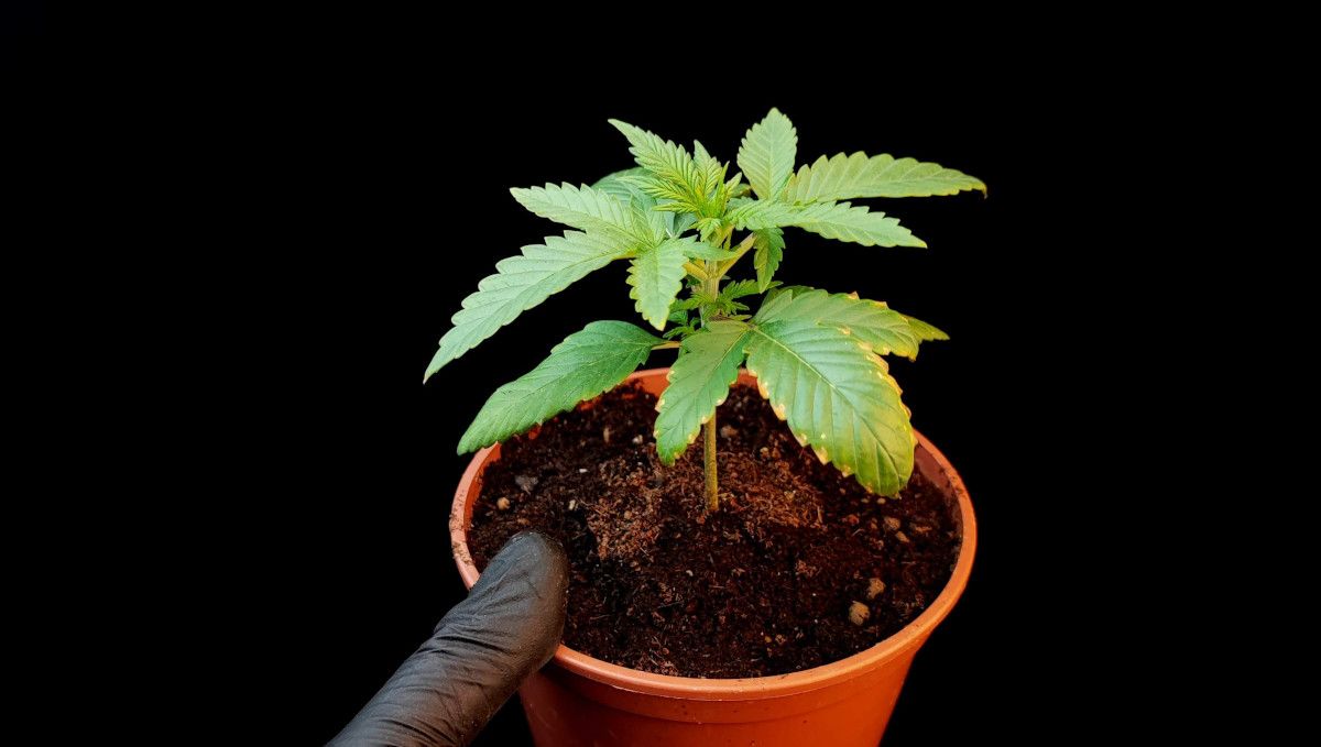 Tropicana Cookies Auto cannabis strain: early veg | week 2 | a young autoflower with discolored edges on lower leaves Tropicana Cookies Auto cannabis strain: early veg | week 2 | a young autoflower with discolored edges on lower leaves