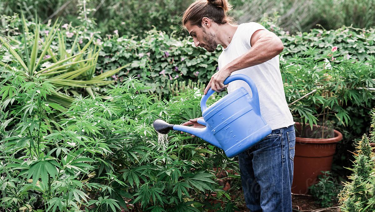 Der ultimative Leitfaden zur Bewässerung deiner Cannabispflanzen: Bewässerung in verschiedenen Wachstumsphasen Der ultimative Leitfaden zur Bewässerung deiner Cannabispflanzen: Bewässerung in verschiedenen Wachstumsphasen
