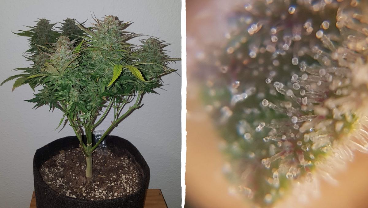 Bruce banner auto cannabis strain: ripening and harvest | weeks 10-12 Bruce banner auto cannabis strain: ripening and harvest | weeks 10-12