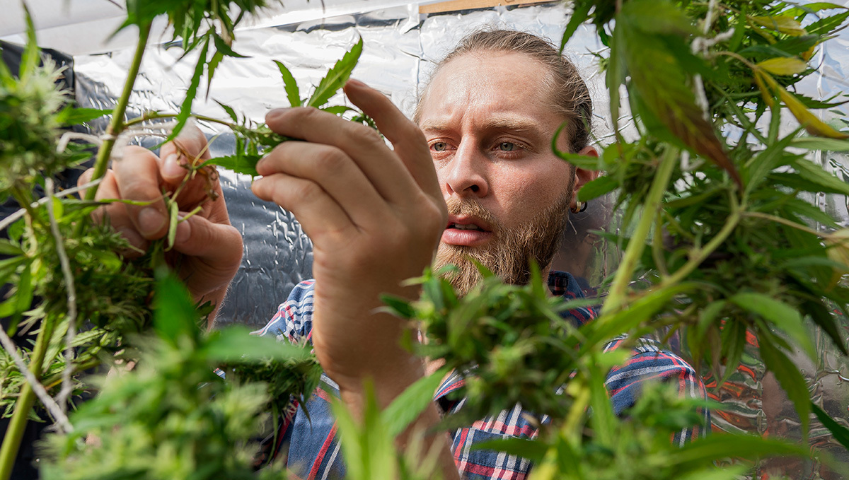 No Mortgages And Bank Accounts for Cannabis Industry Employees: A young man with beard is handling flowering marijuana plants