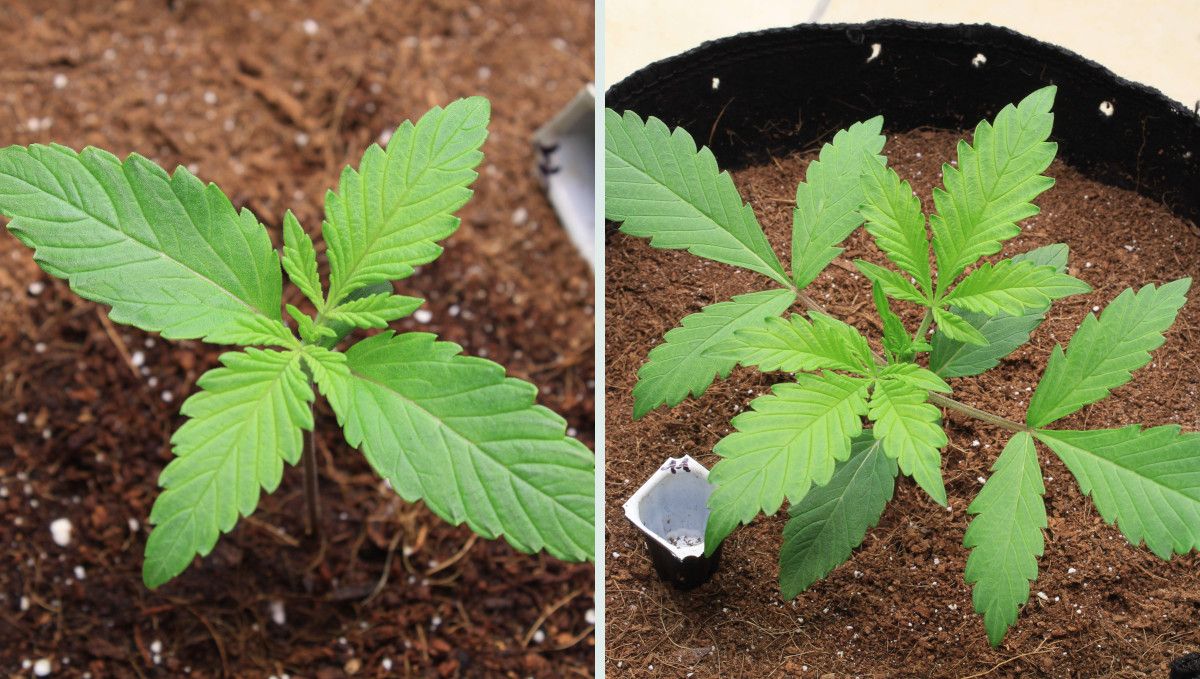 Tropicana Cookies Auto cannabis strain: early veg | week 2 | a weed seedling's progress in week two Tropicana Cookies Auto cannabis strain: early veg | week 2 | a weed seedling's progress in week two