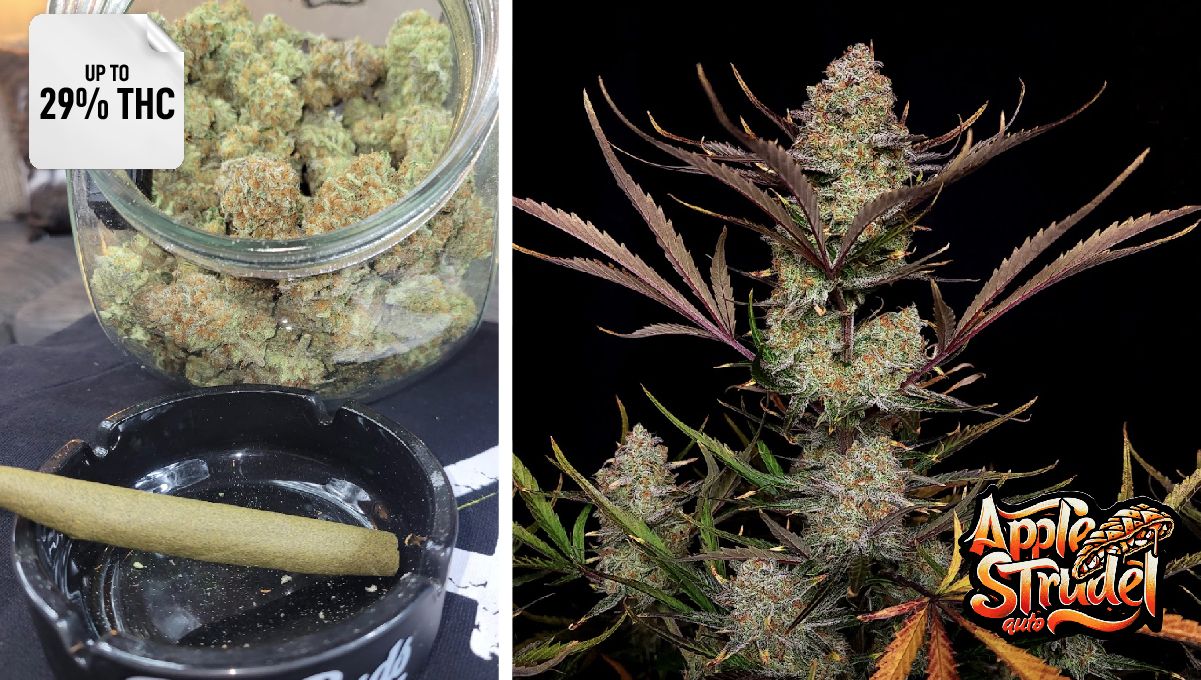 Apple Strudel Auto™