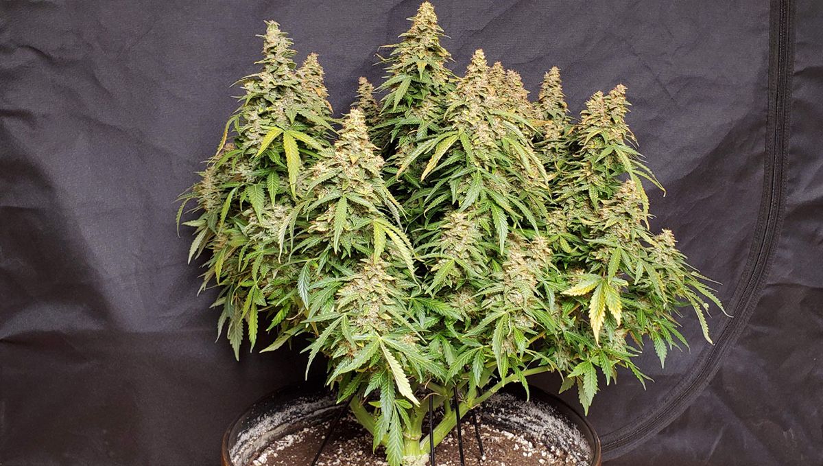 Top 5 best indoor autoflower strains: wedding cheesecake auto Top 5 best indoor autoflower strains: wedding cheesecake auto