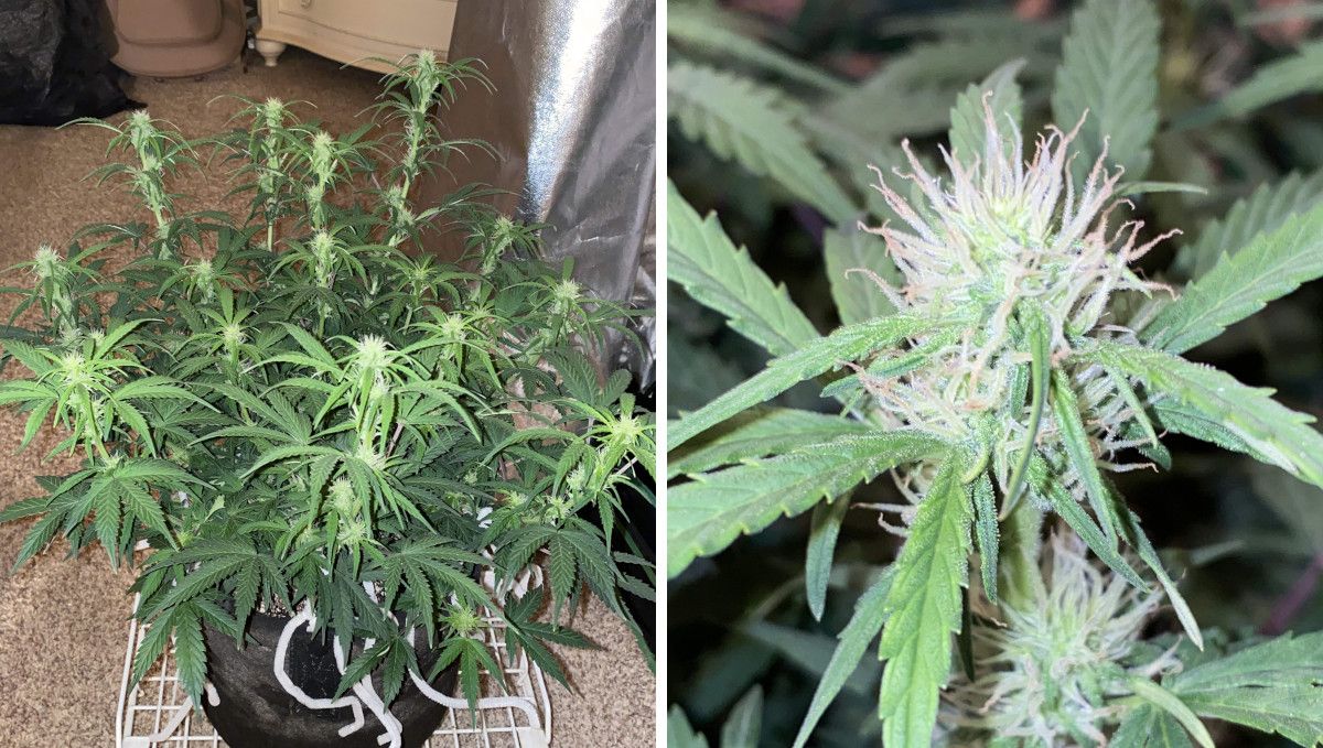 Pineapple Express Auto cannabis strain: early flower | weeks 6-7 | an autoflower as it stretches its branches and form the first buds Pineapple Express Auto cannabis strain: early flower | weeks 6-7 | an autoflower as it stretches its branches and form the first buds