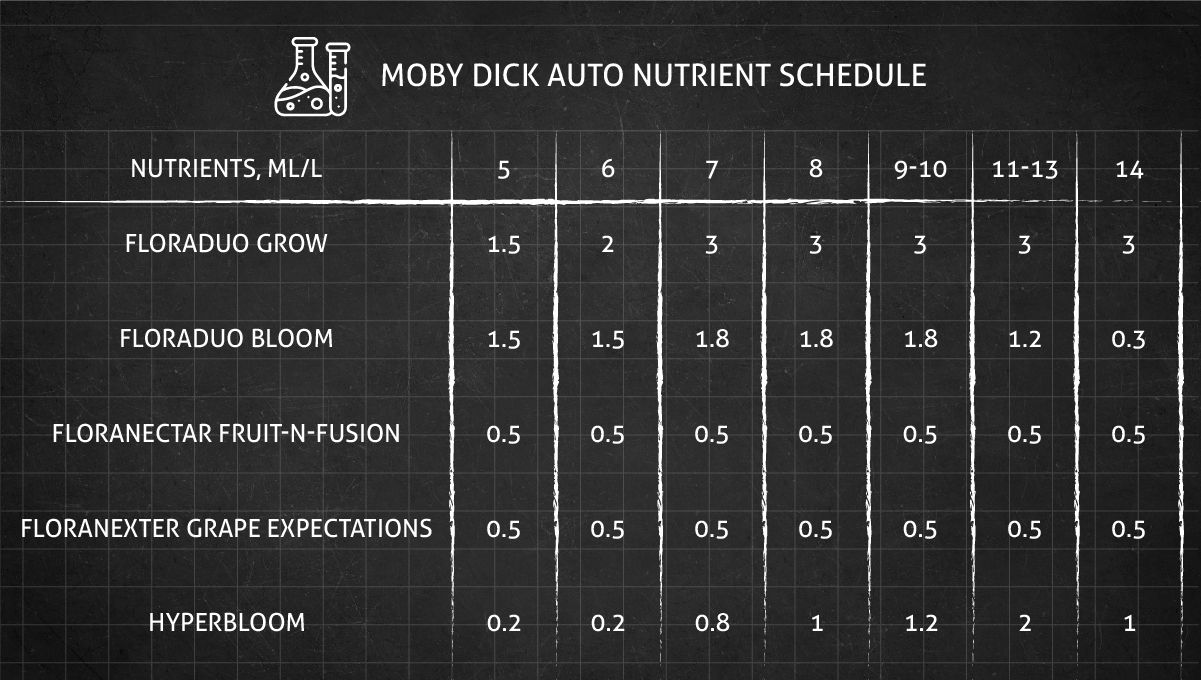 Moby Dick cannabis strain: feeding chart for the flowering stage