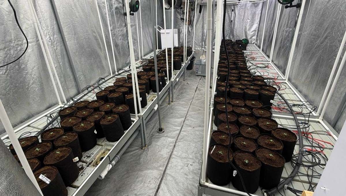 Male plants selected for pollination, demonstrating strong growth and stability in the grow area.