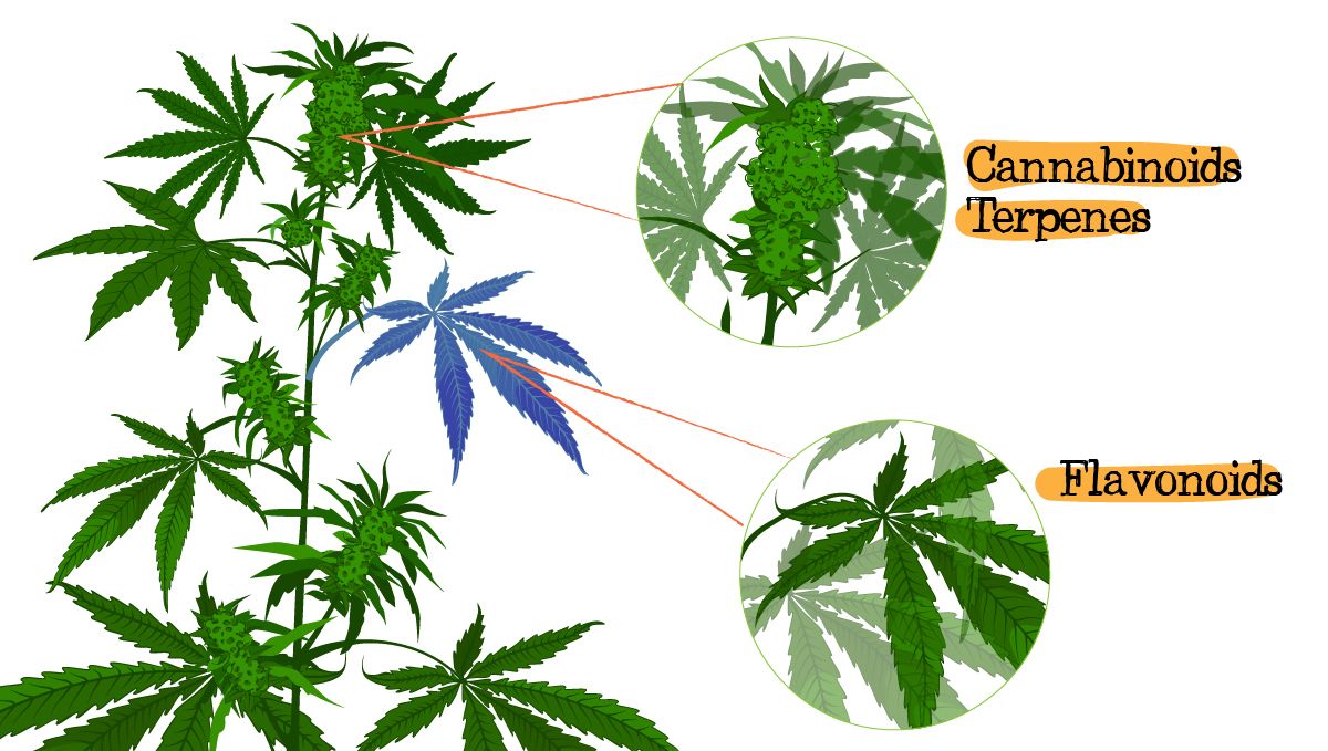 Flavonoids in cannabis: what are flavonoids?