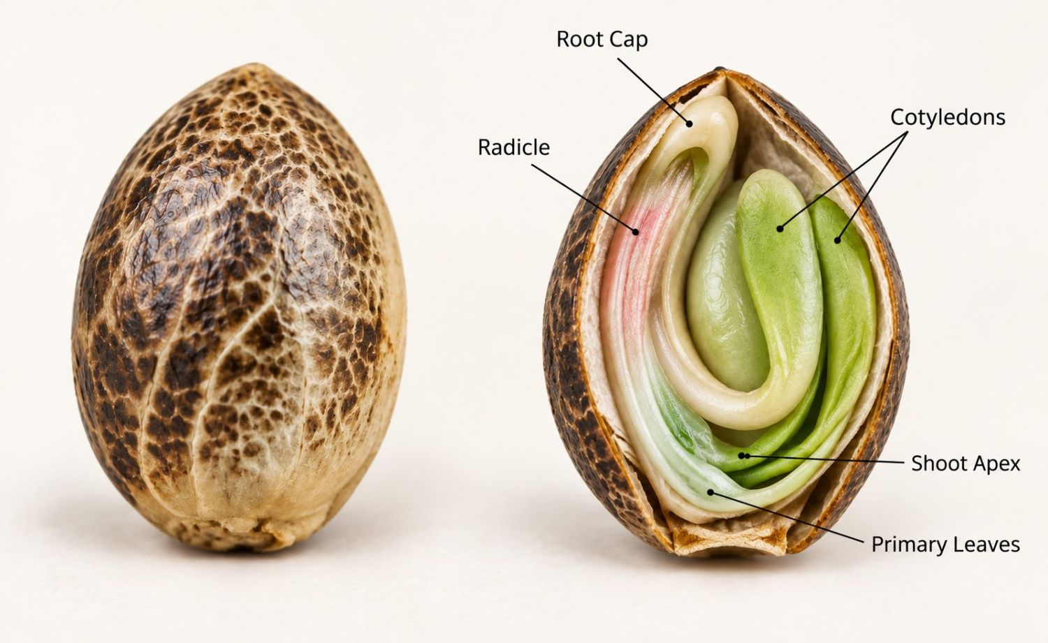 Guía de germinación: anatomía de una semilla Guía de germinación: anatomía de una semilla