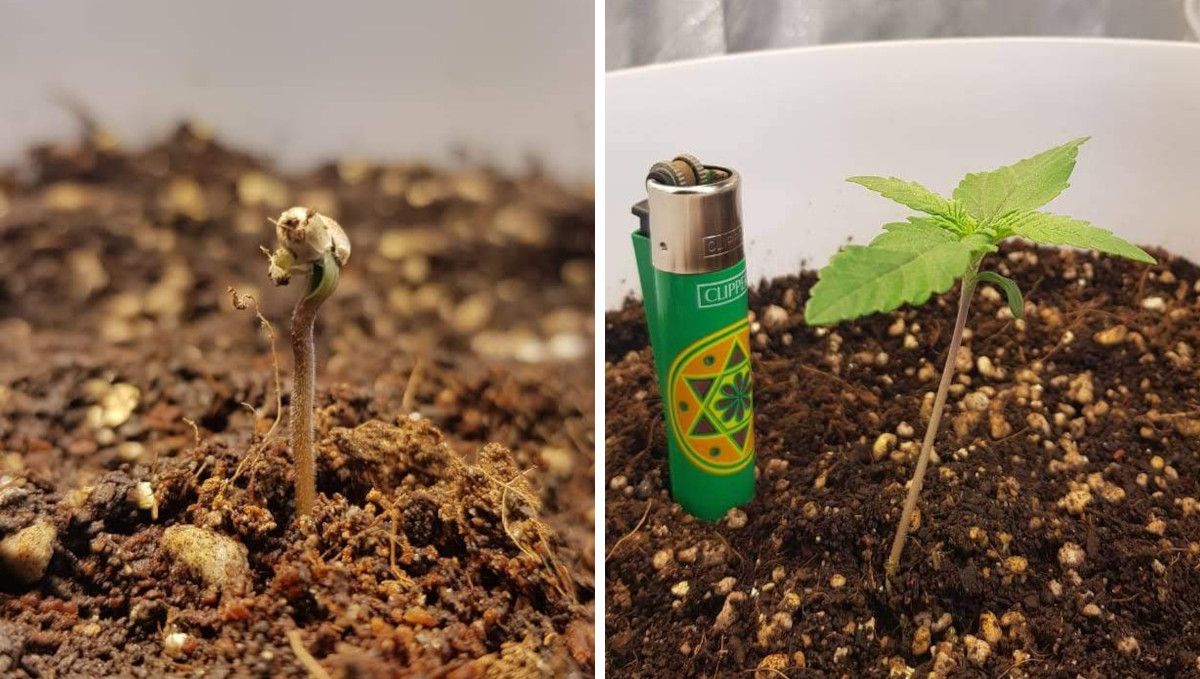 Auto Mazar cannabis strain: germination and seedling stage | week 1 | a sprout with a stuck shell and the same plant at the end of the first week with a lighter for the sake of comparison