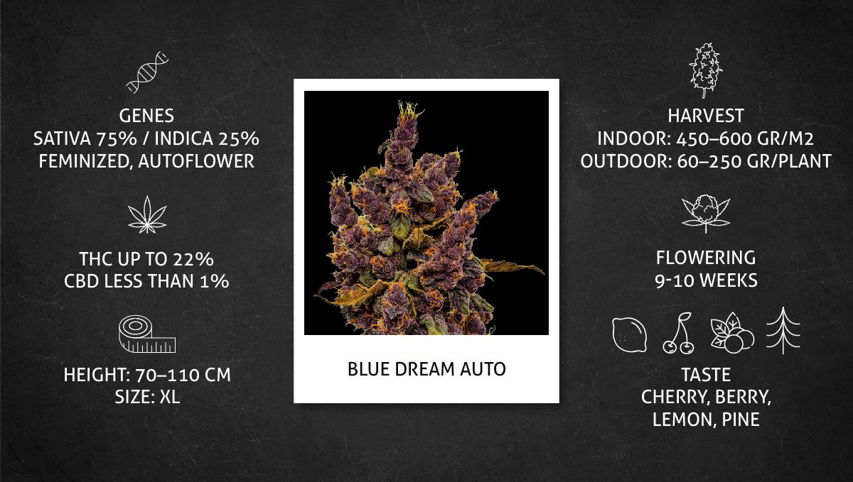 Blue Dream Auto cannabis strain: datasheet Blue Dream Auto cannabis strain: datasheet