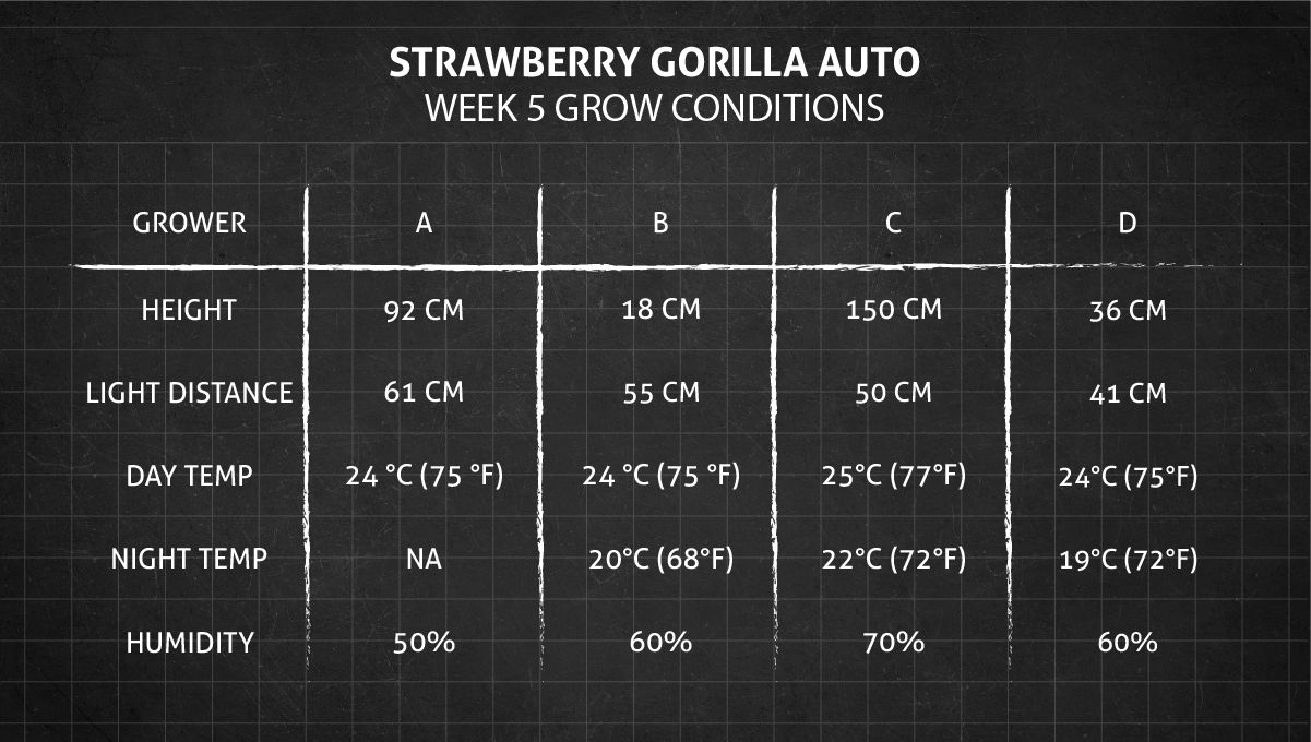 Strawberry Gorilla Auto Cannabissorte: Anbaubedingungen in Woche 5. Strawberry Gorilla Auto Cannabissorte: Anbaubedingungen in Woche 5.