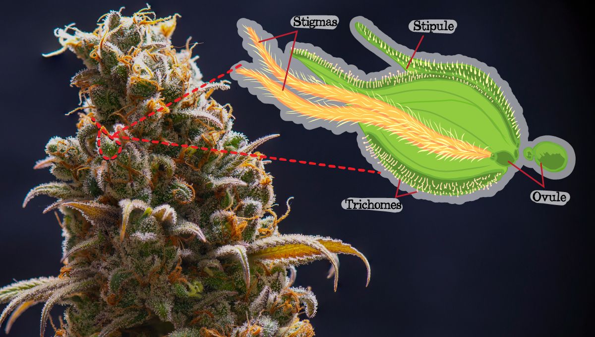 Cannabis plants anatomy: bracts Cannabis plants anatomy: bracts