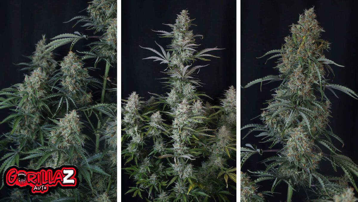 Gorilla Z Auto