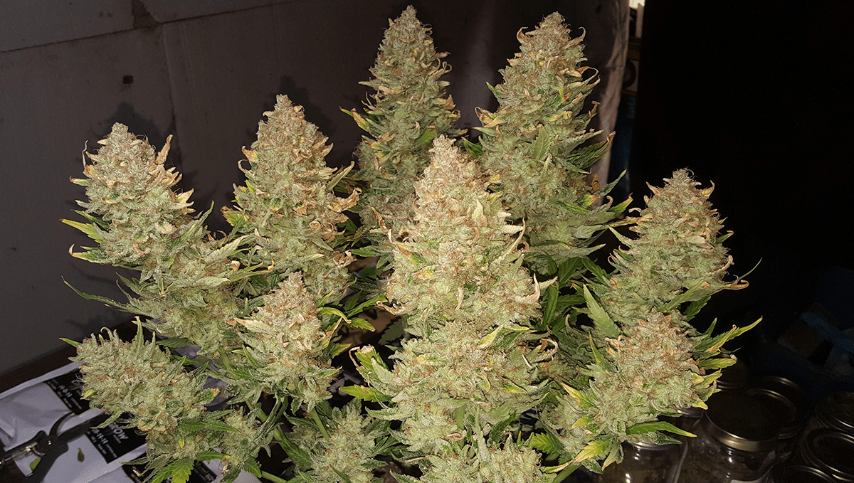 Top 10 cheap seeds: afghan kush auto
