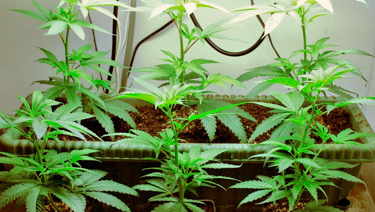 Cannabis cuttings: how are cannabis plants cloned? Cannabis cuttings: how are cannabis plants cloned?