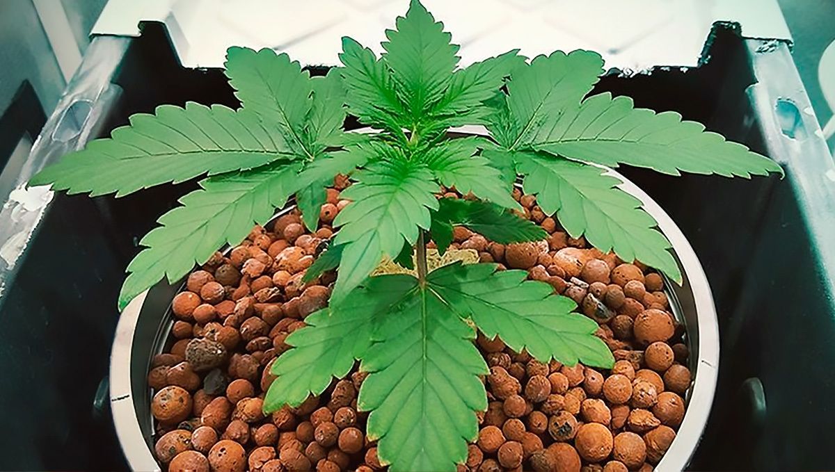 How to grow weed at home: hydro