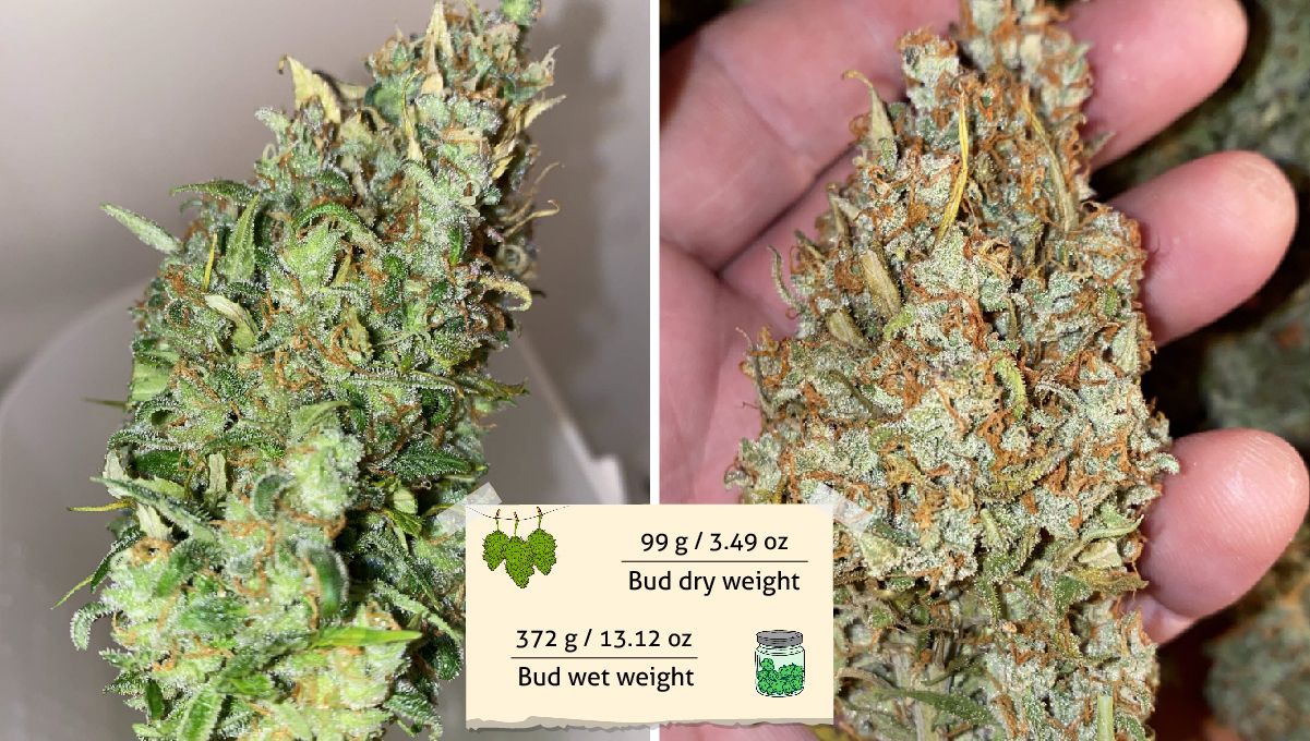 Skunk Auto Cannabis Strain Week-by-Week Guide: A roughly trimmed marijuana bud before and after drying