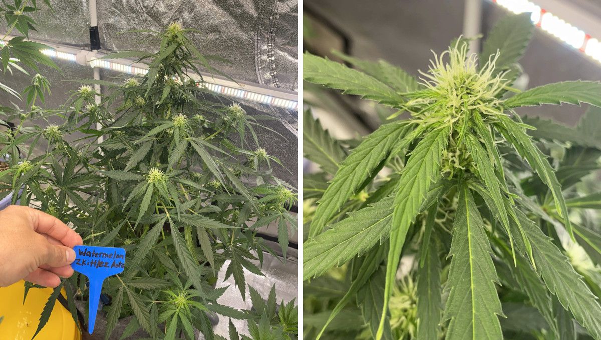 Watermelon Z Auto cannabis strain: early flower | weeks 6-7 | an untrained, naturally bushy autoflower and a closeup of its immature bud 