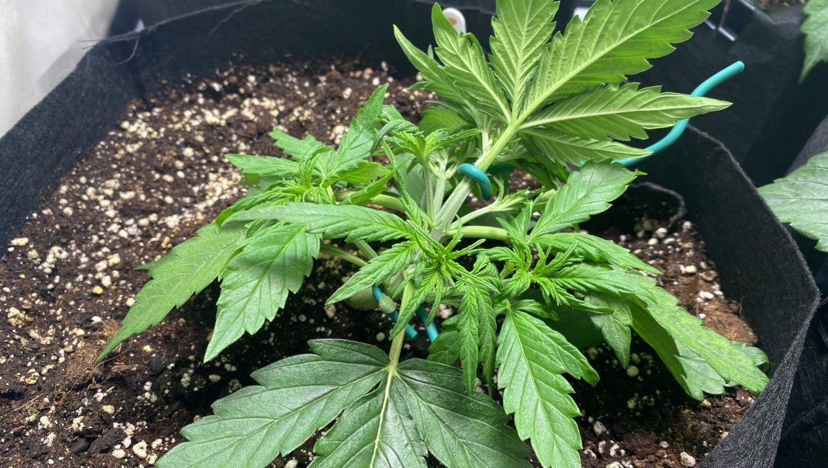 Critical Kush Auto cannabis strain: mid veg | weeks 3-4 | a small vegging plant with its main stem tied down and secured with thick wire