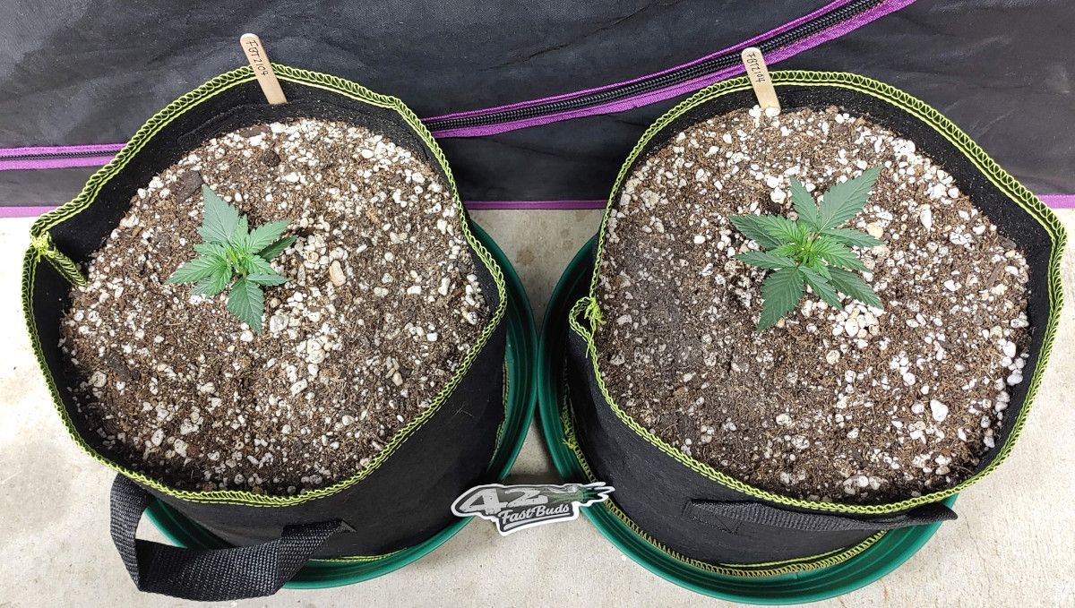 Forbidden Runtz Auto Cannabis Strain Week-by-Week Guide: Two healthy and compact 2-weeks old autoflower seedlings in fabric pots Forbidden Runtz Auto Cannabis Strain Week-by-Week Guide: Two healthy and compact 2-weeks old autoflower seedlings in fabric pots