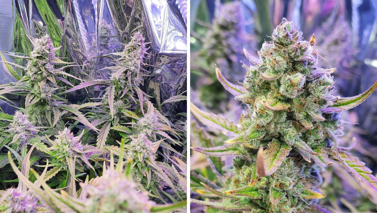Strawberry Gorilla Auto Cannabissorte: mehrere Spitzen einer Indoor-Autoflower, reichlich mit Harz bedeckt, und eine Nahaufnahme einer der Blüten. Strawberry Gorilla Auto Cannabissorte: mehrere Spitzen einer Indoor-Autoflower, reichlich mit Harz bedeckt, und eine Nahaufnahme einer der Blüten.