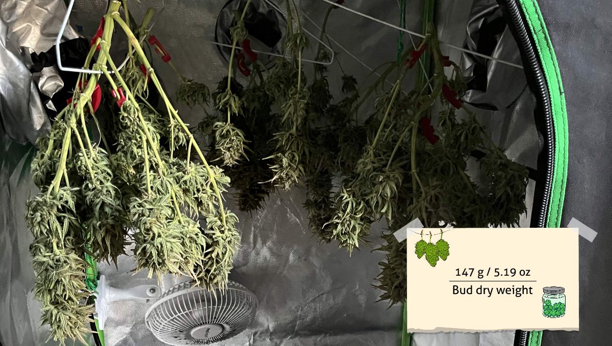 Amnesia Z Auto cannabis strain outcome: long and fat but leafy dry marijuana buds Amnesia Z Auto cannabis strain outcome: long and fat but leafy dry marijuana buds