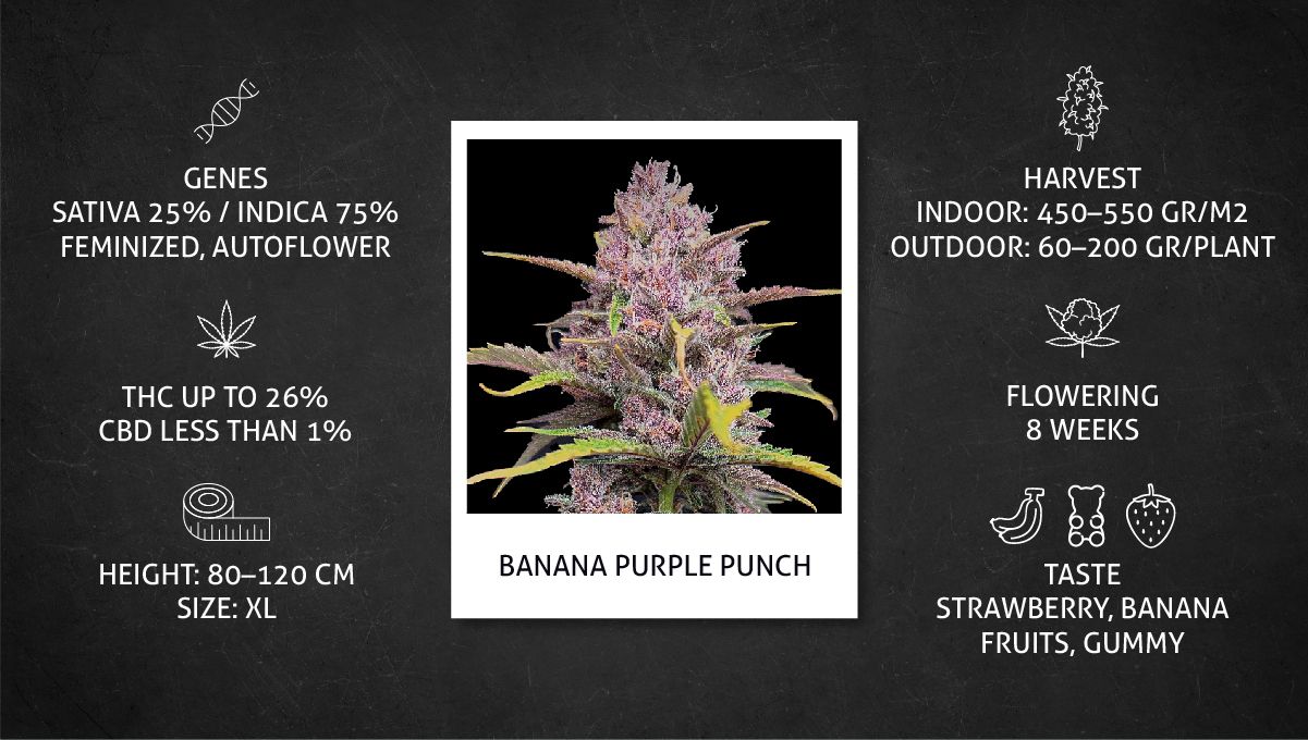 Banana Purple Punch Auto Cannabissorte: Datenblatt Banana Purple Punch Auto Cannabissorte: Datenblatt