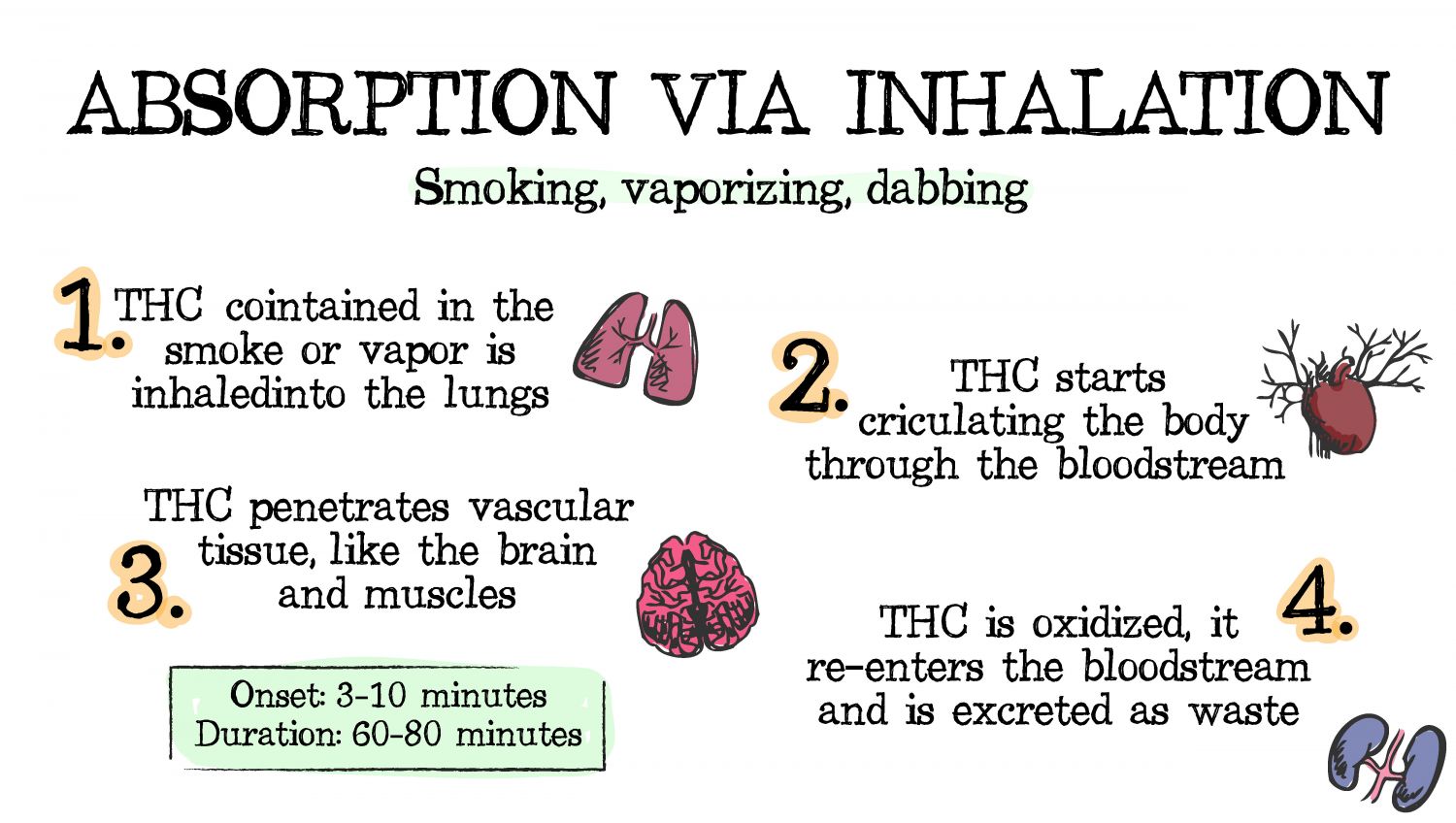 How cannabis can be absorbed: inhalation How cannabis can be absorbed: inhalation