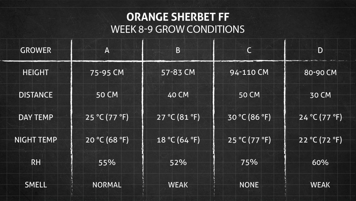 Orange Sherbet FF cannabis strain: weeks 8-9 grow conditions Orange Sherbet FF cannabis strain: weeks 8-9 grow conditions