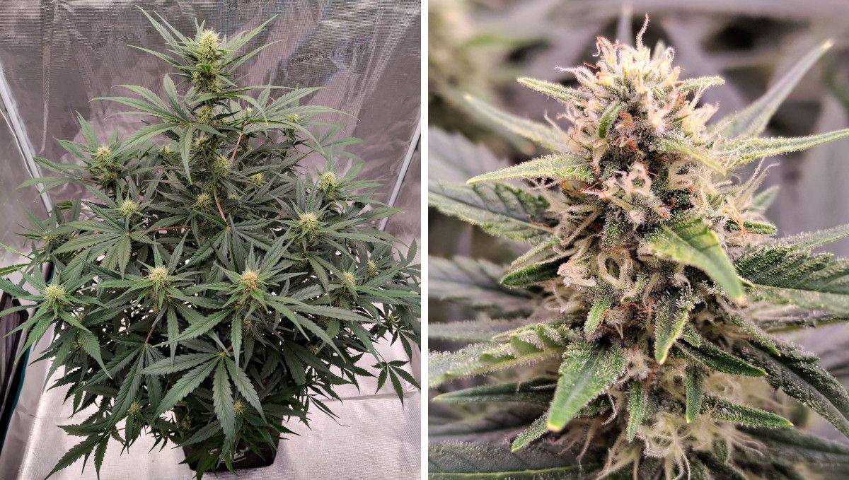 Gorilla Z Auto cannabis strain: early flower | weeks 6-7 | a flowering weed plant and its maturing frosty bud