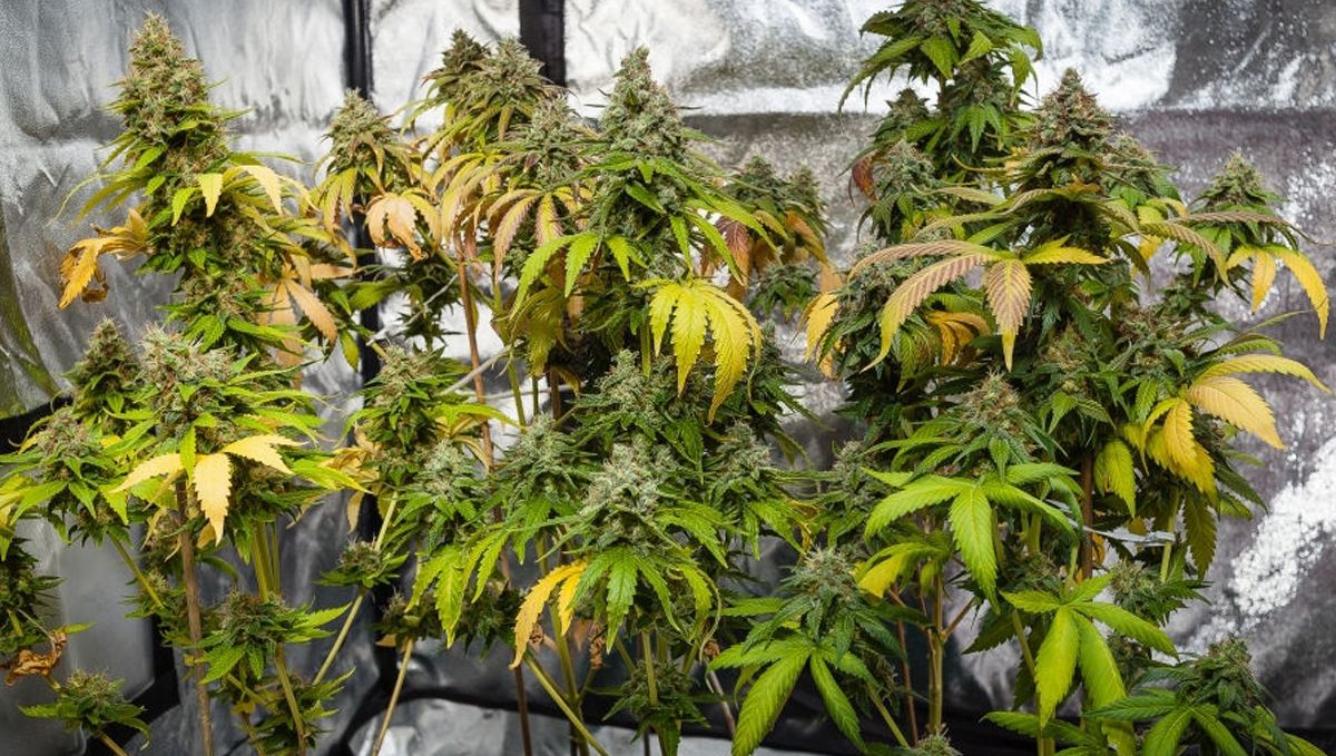 A comprehensive guide to cannabis plant nutrient deficiencies and solutions: The impact of nutrient deficiencies on cannabis yield and quality