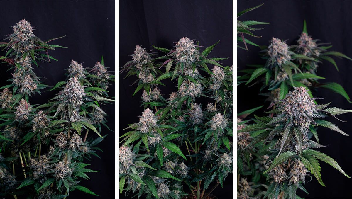 cover_5.jpg Lemon Cherry Sundae Auto