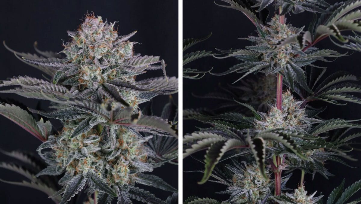 14 (1).jpg mendo frost