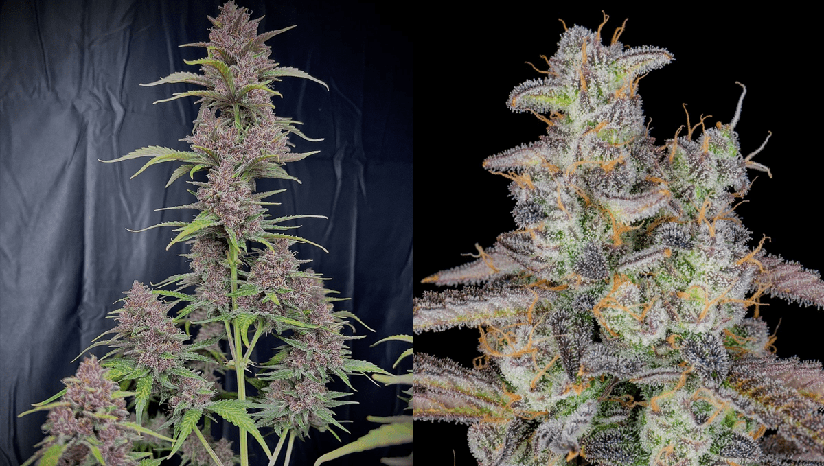Die 5 besten Autoflower-Sorten gegen Schlaflosigkeit: Banana Purple Punch Auto Die 5 besten Autoflower-Sorten gegen Schlaflosigkeit: Banana Purple Punch Auto