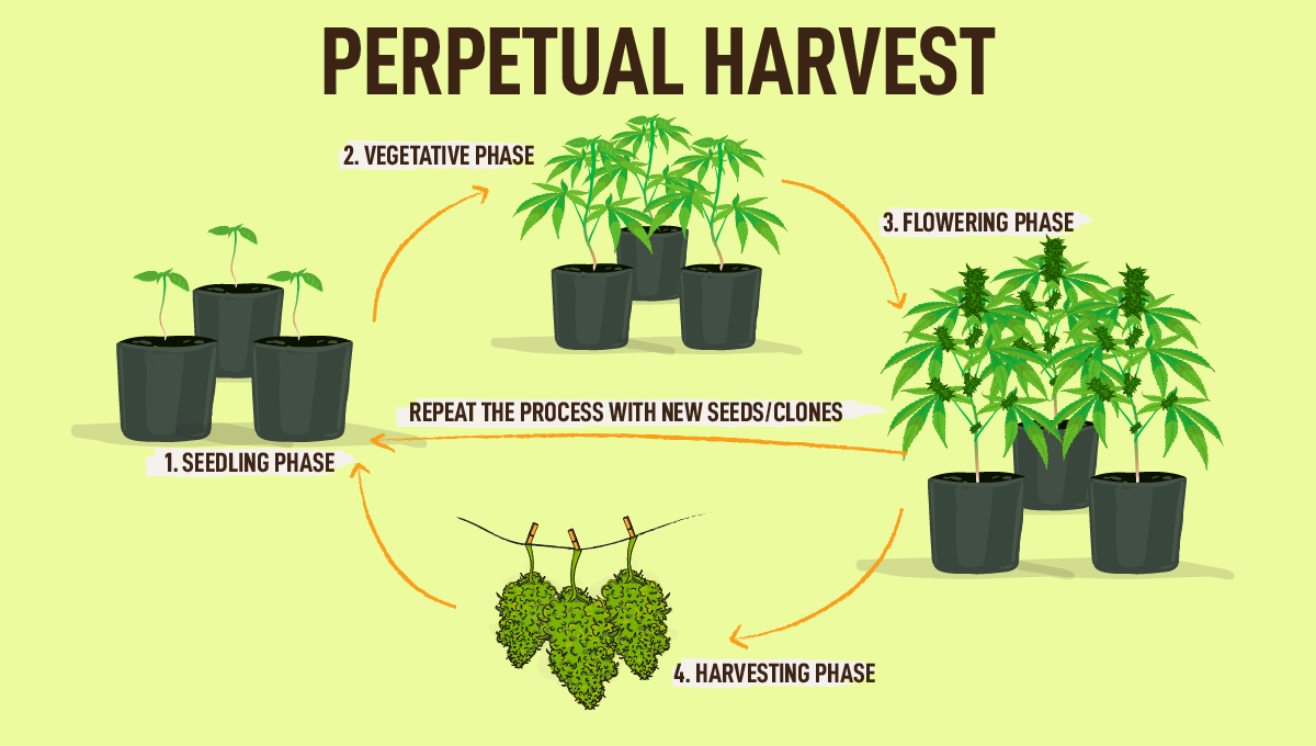 Autoflowering Cannabis is perfect for perpetual harvests Autoflowering Cannabis is perfect for perpetual harvests