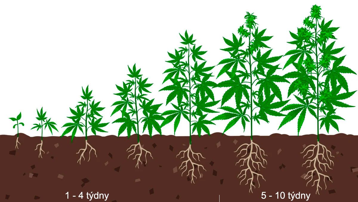 Nejlepší světelný plán pro kvetení: fáze růstu
