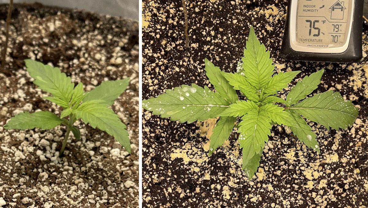 Gorilla Z Auto cannabis strain: early veg | week 2 | a weed plant's progress through the 2nd week