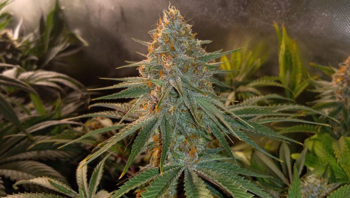 Gorilla Cookies FF cannabis strain: ripening and harvest | a mature cola with resin crystals on flowers and trim leaves Gorilla Cookies FF cannabis strain: ripening and harvest | a mature cola with resin crystals on flowers and trim leaves
