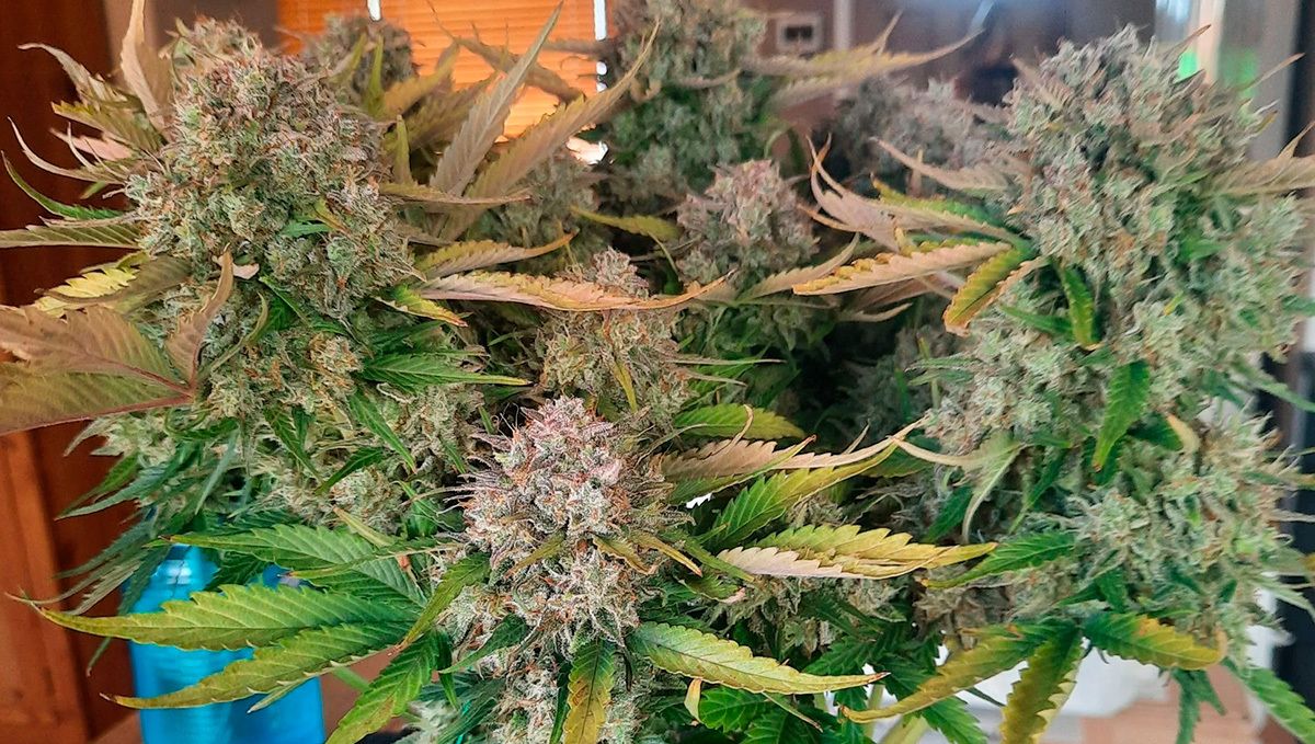 Cream cookies auto strain history: the history of cream cookies Cream cookies auto strain history: the history of cream cookies