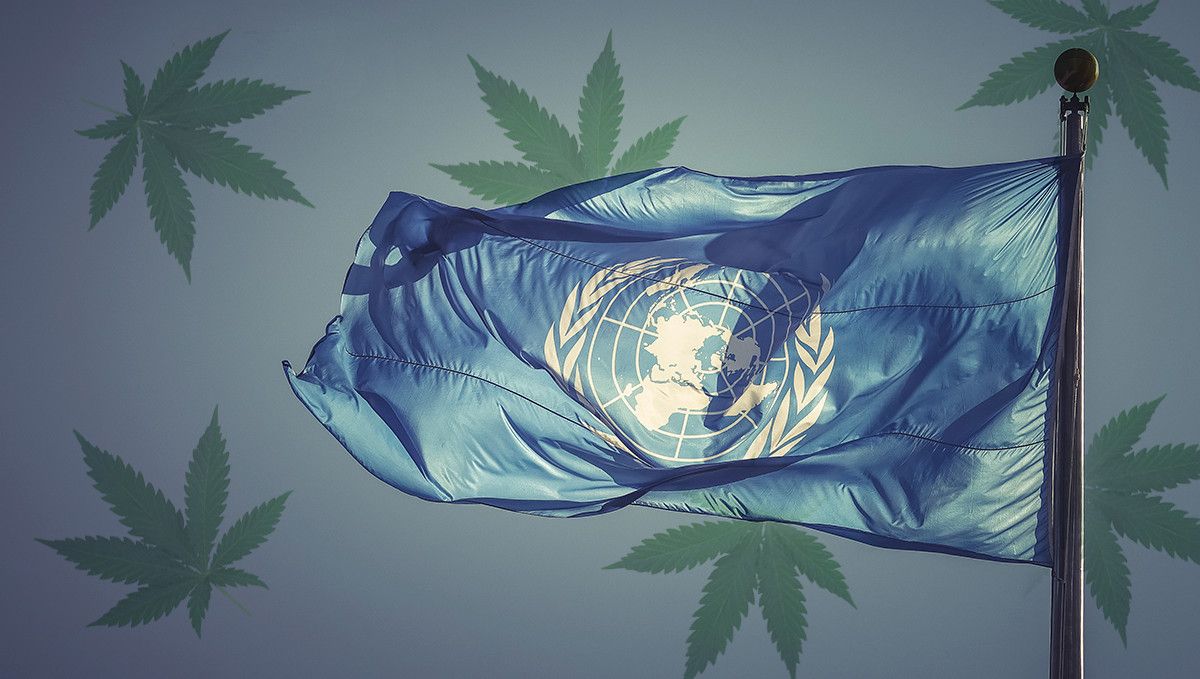 How Long Does a Weed High Last & What are the Effects of Cannabis: A UN flag on a background with cannabis leaves