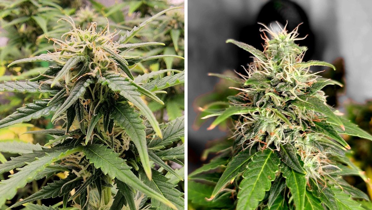 Amnesia Z Auto cannabis strain: mid flower (bulk phase) | weeks 8-9 | the buds with lots of white pistils but some orange ones too Amnesia Z Auto cannabis strain: mid flower (bulk phase) | weeks 8-9 | the buds with lots of white pistils but some orange ones too