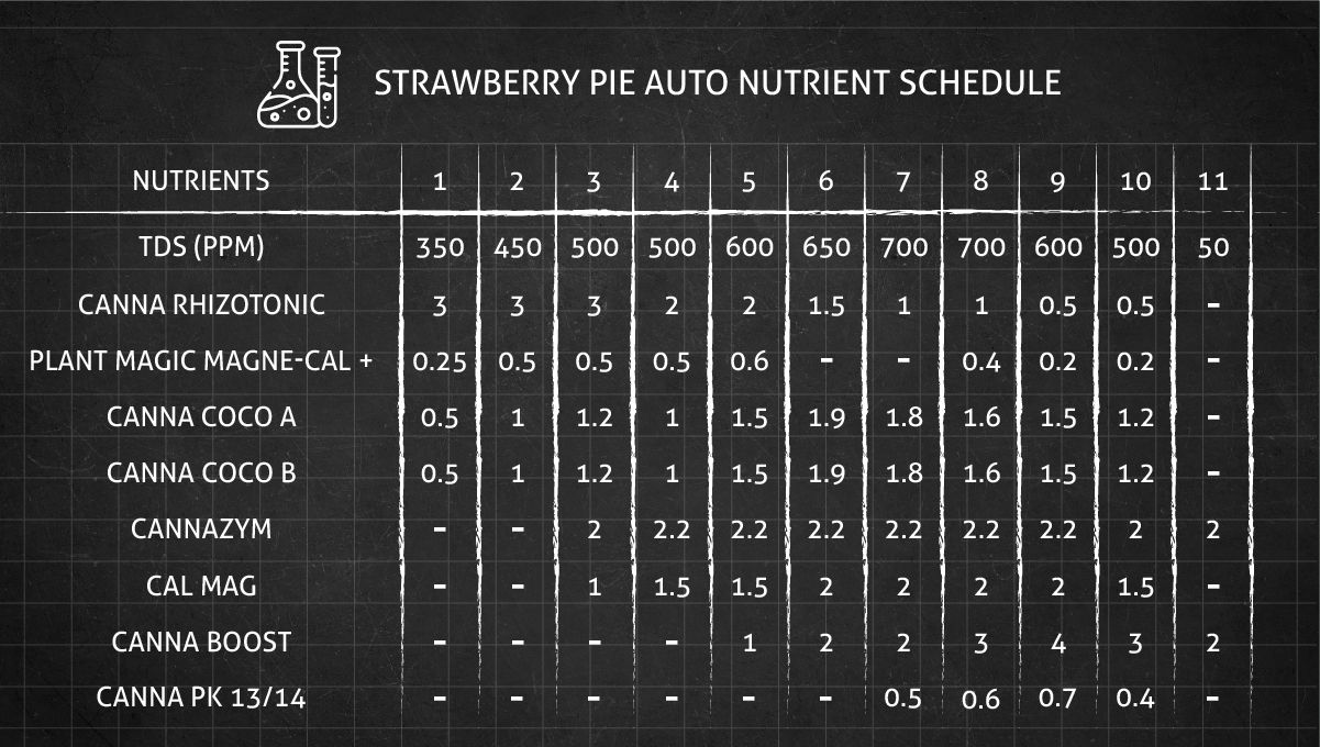 Strawberry Pie Auto Cannabis Strain Week-by-Week Guide: An autoflower feeding chart, weeks 1-11 Strawberry Pie Auto Cannabis Strain Week-by-Week Guide: An autoflower feeding chart, weeks 1-11