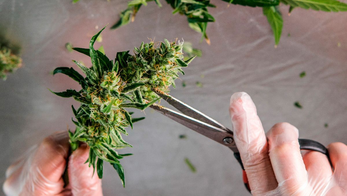 Strawberry pie auto week-by-week guide: dry trimming vs wet trimming Strawberry pie auto week-by-week guide: dry trimming vs wet trimming