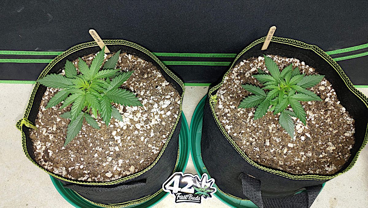 Forbidden Runtz Auto Cannabis Strain Week-by-Week Guide: Two short and wide young autoflowers in fabric pots Forbidden Runtz Auto Cannabis Strain Week-by-Week Guide: Two short and wide young autoflowers in fabric pots